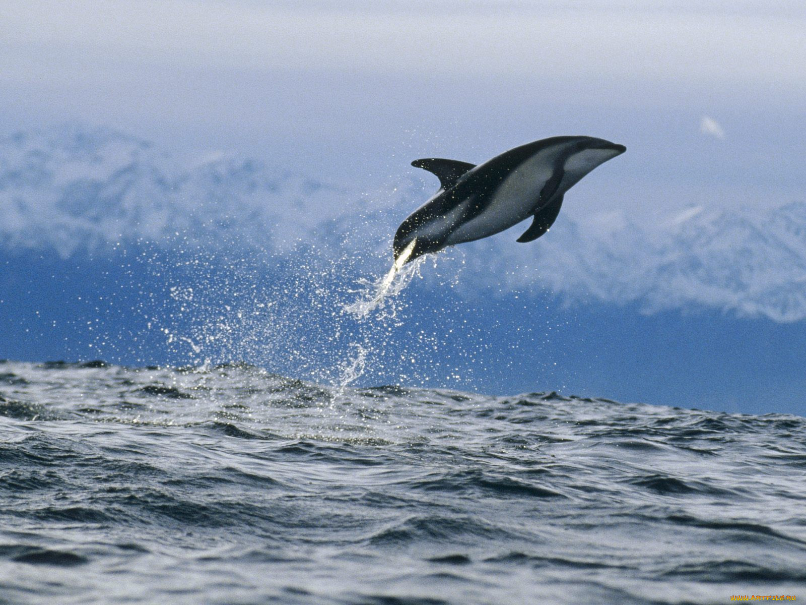 Дельфин белобочка